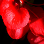 image: Image from the photoset ‘
parc (xliv)
’.