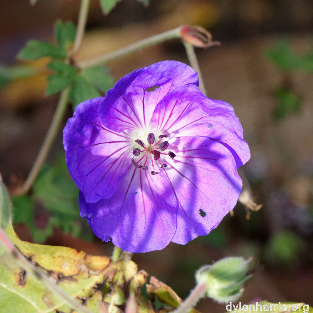 image: This is ‘
escher blummen (clxii) 2
’.