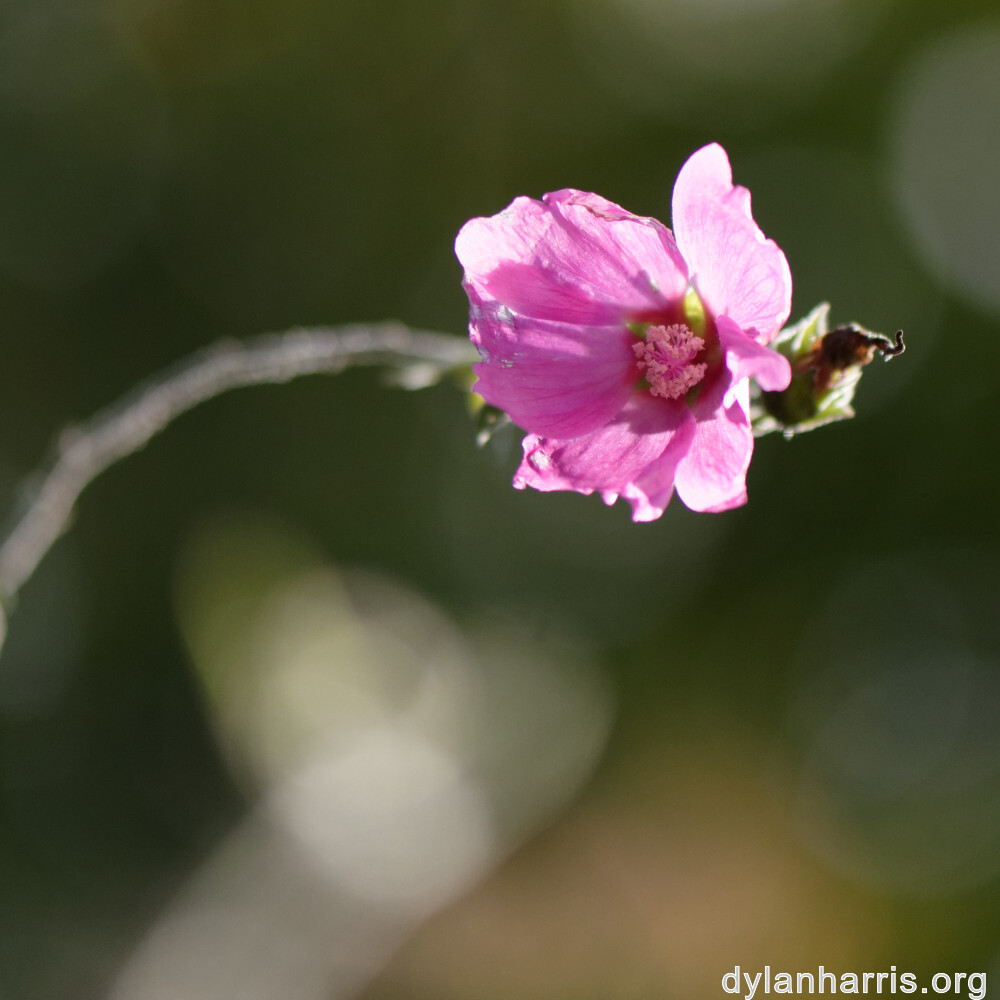 image: This is ‘
escher blummen (clxii) 3
’.