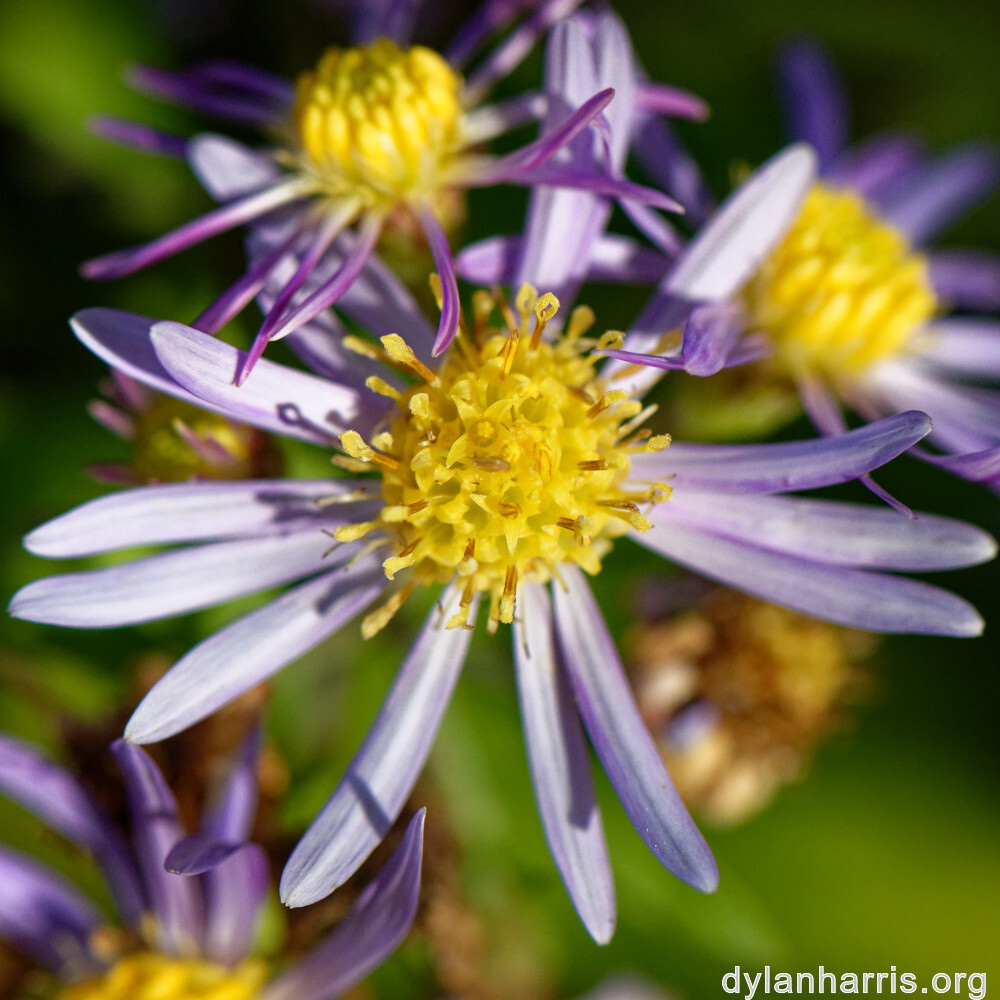 image: This is ‘
escher blummen (clxii) 5
’.