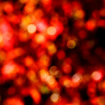 image: Image from the photoset ‘
escher blummen (clxii)
’.