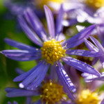 image: Image from the photoset ‘
escher blummen (clxii)
’.