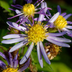 image: Image from the photoset ‘
escher blummen (clxii)
’.