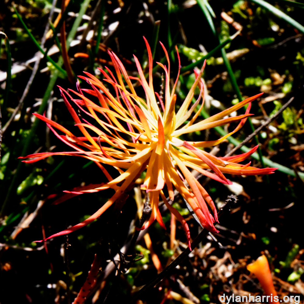 image: This is ‘
rumelange 3
’.