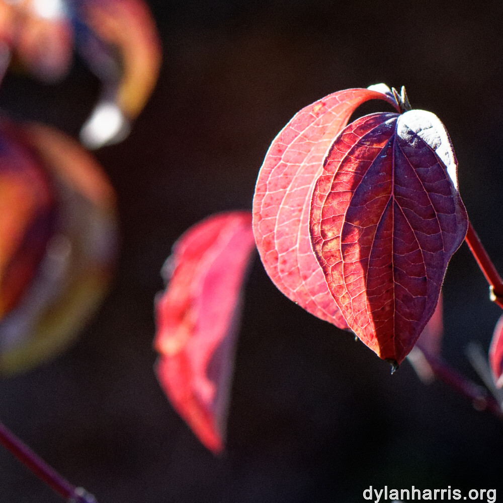 image: This is ‘
rumelange 5
’.