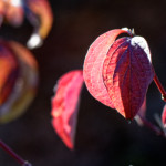 image: Image from the photoset ‘
rumelange (xx)
’.