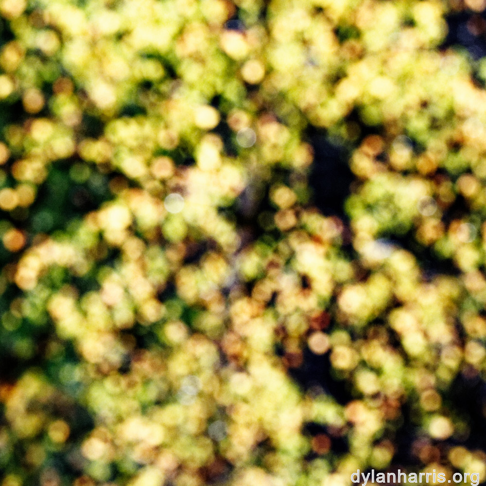 image: This is ‘
rumelange 8
’.