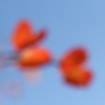 image: Image from the photoset ‘
rumelange (xxii)
’.