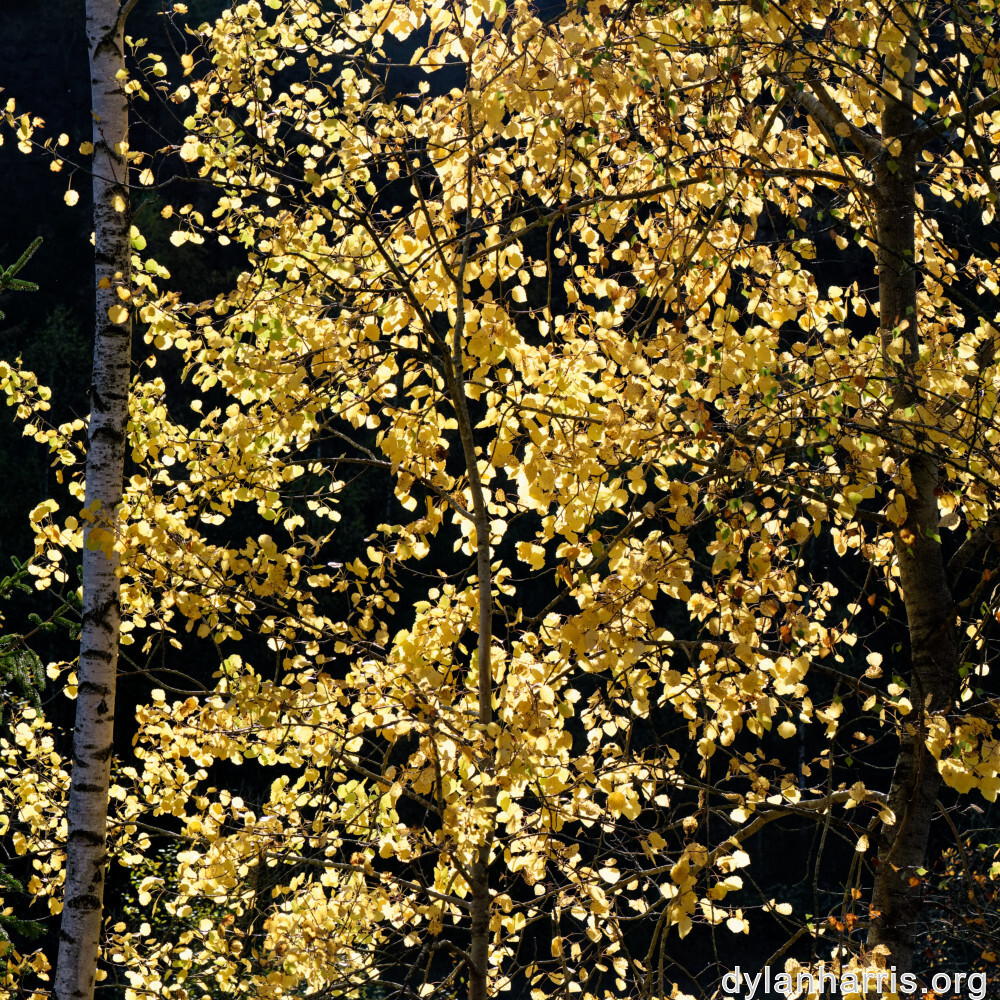 image: This is ‘
rumelange 8
’.