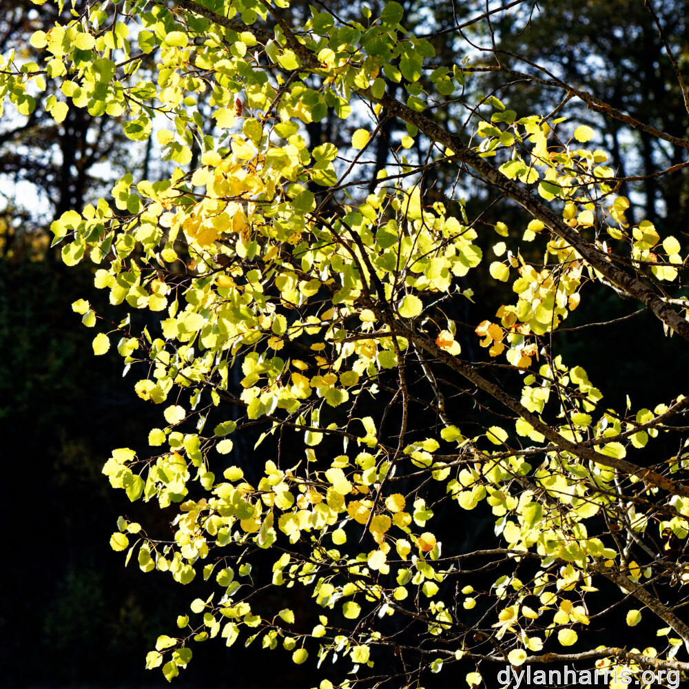 image: This is ‘
fruit (iii) 1
’.