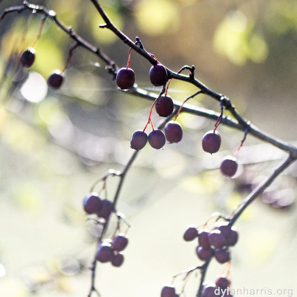 image: This is ‘
fruit (iii) 2
’.