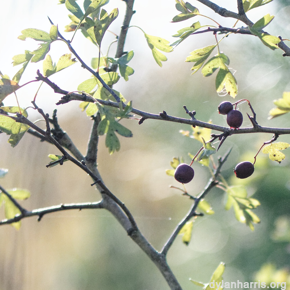 image: This is ‘
fruit (iii) 3
’.