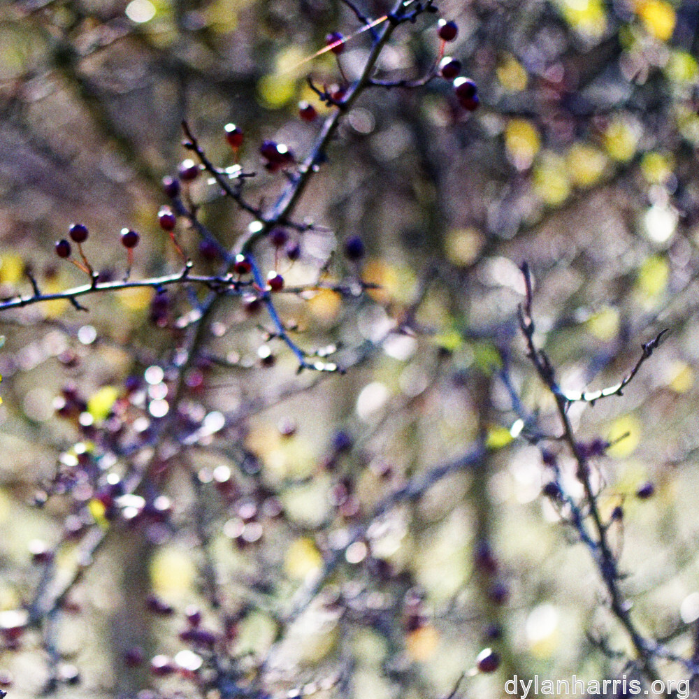 image: This is ‘
fruit (iii) 4
’.