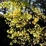 image: Image from the photoset ‘
fruit (iii)
’.