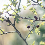 image: Image from the photoset ‘
fruit (iii)
’.