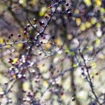 image: Image from the photoset ‘
fruit (iii)
’.