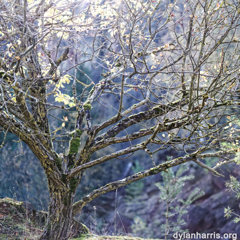 image: This is ‘
rumelange 4
’.