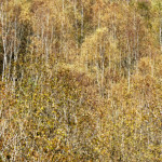 image: Image from the photoset ‘
rumelange (xxv)
’.