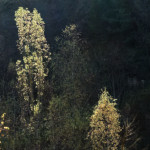 image: Image from the photoset ‘
rumelange (xxv)
’.