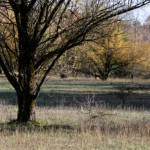 image: hello autumn nice to see you again
