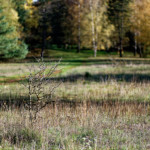 image: Image from the photoset ‘
rumelange (xxv)
’.