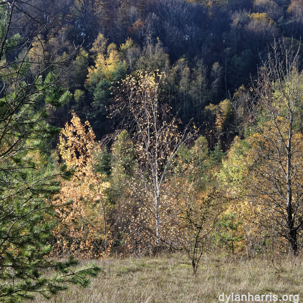 image: This is ‘
rumelange 5
’.