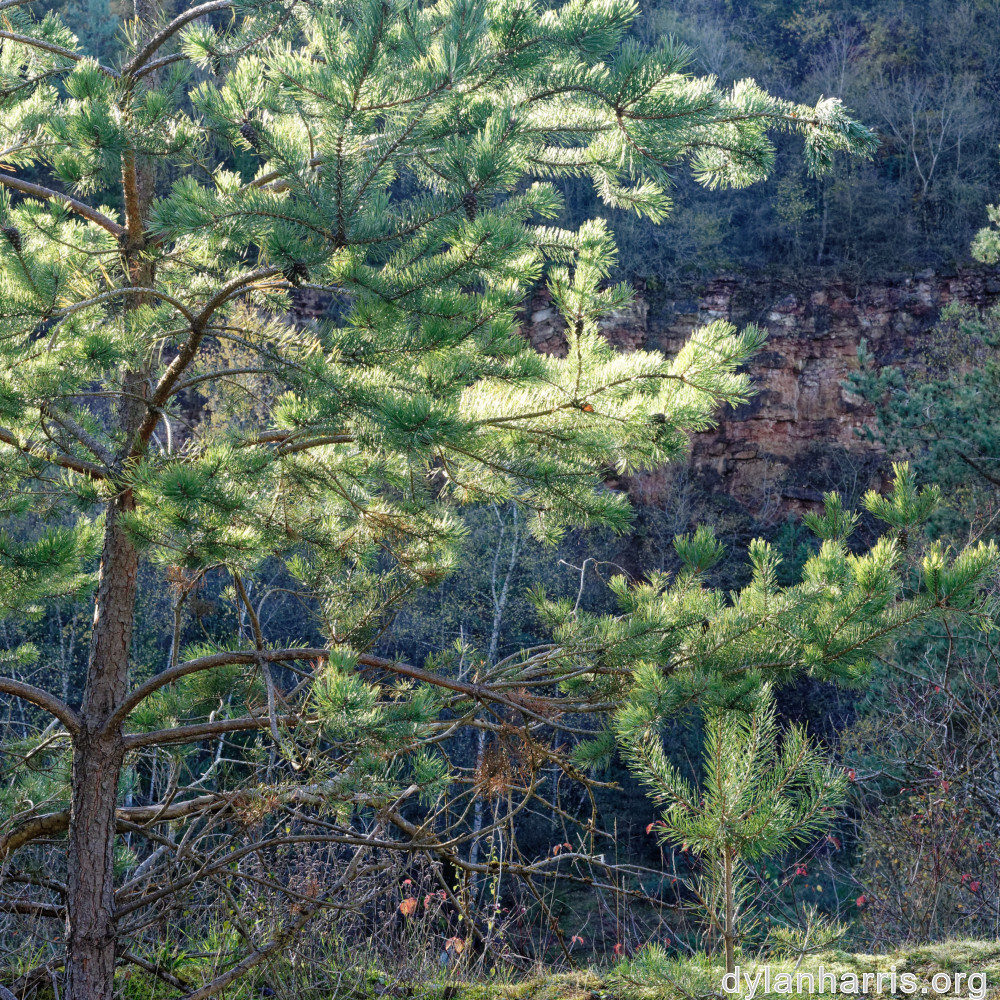 image: This is ‘
rumelange 9
’.