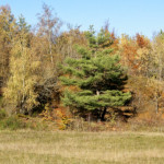 image: Image from the photoset ‘
rumelange (xxxvi)
’.