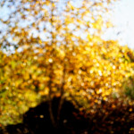 image: Image from the photoset ‘
rumelange (xxxvi)
’.