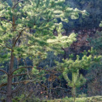 image: Image from the photoset ‘
rumelange (xxxvi)
’.