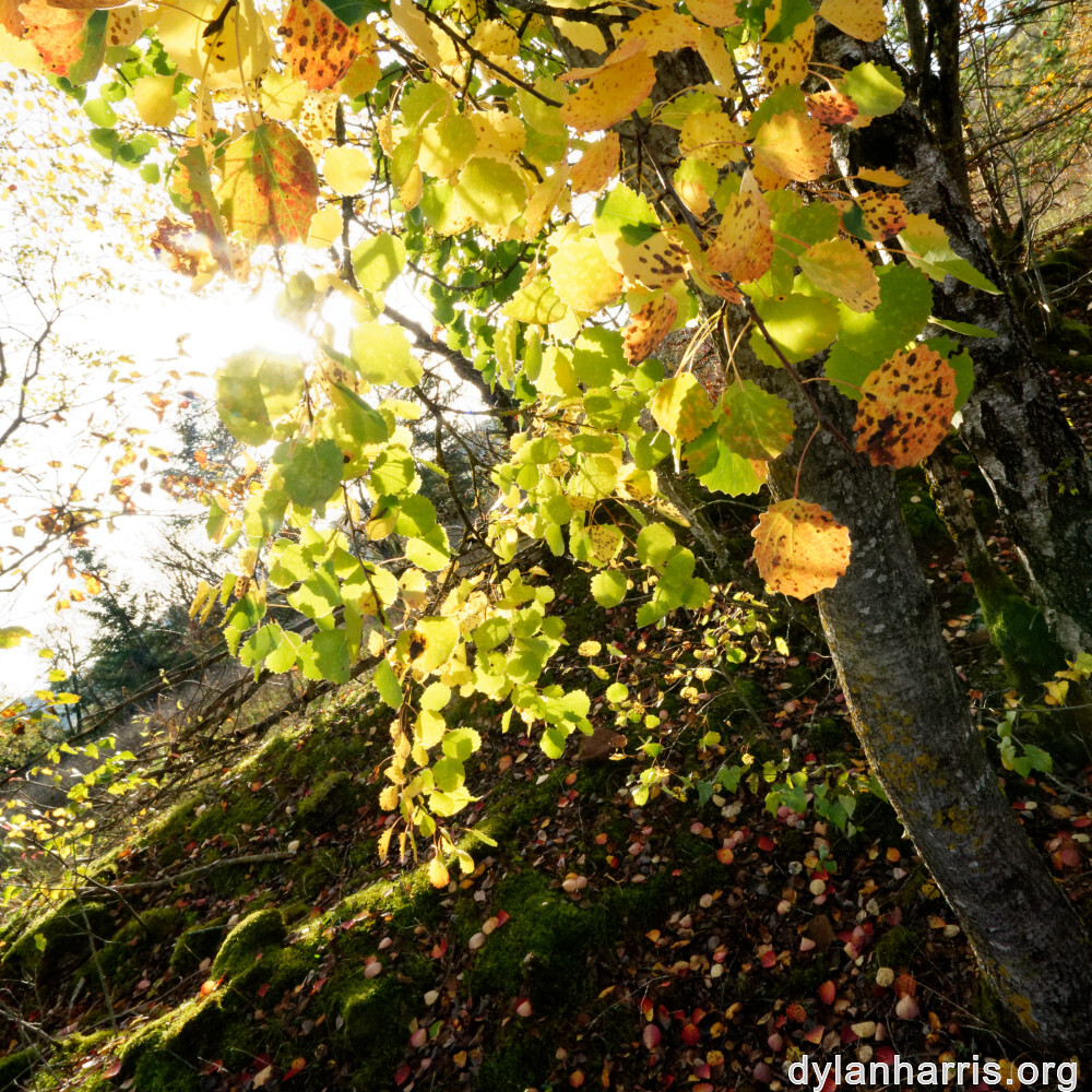 image: This is ‘
rumelange 5
’.