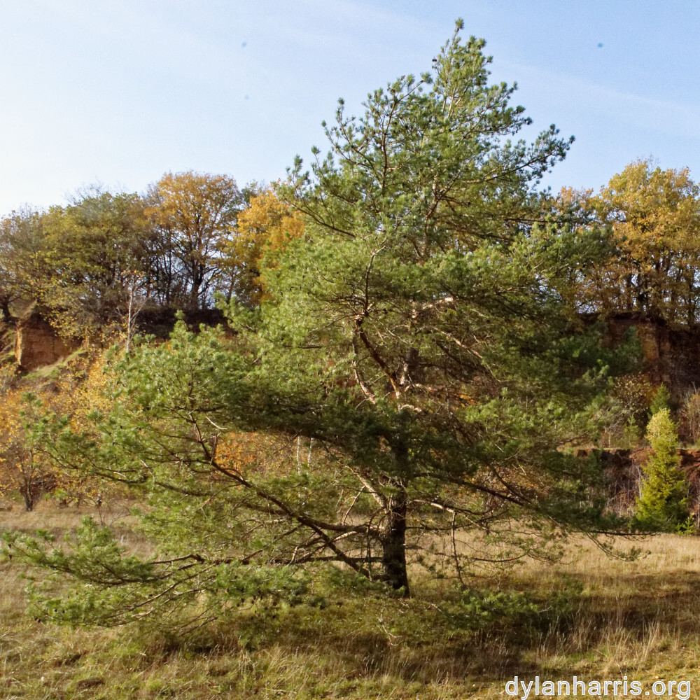 image: This is ‘
rumelange 6
’.