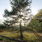 image: Image from the photoset ‘
rumelange (xxvii)
’.