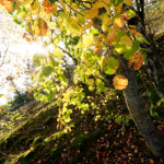 image: Image from the photoset ‘
rumelange (xxvii)
’.