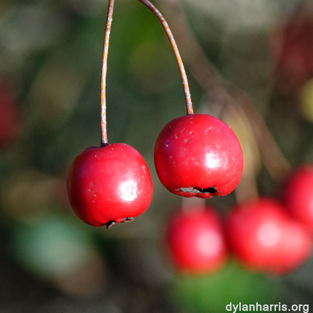 image: This is ‘
terres rouges (xxi) 5
’.