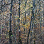 image: Image from the photoset ‘
terres rouges (xxii)
’.