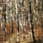 image: Image from the photoset ‘
terres rouges (xxii)
’.