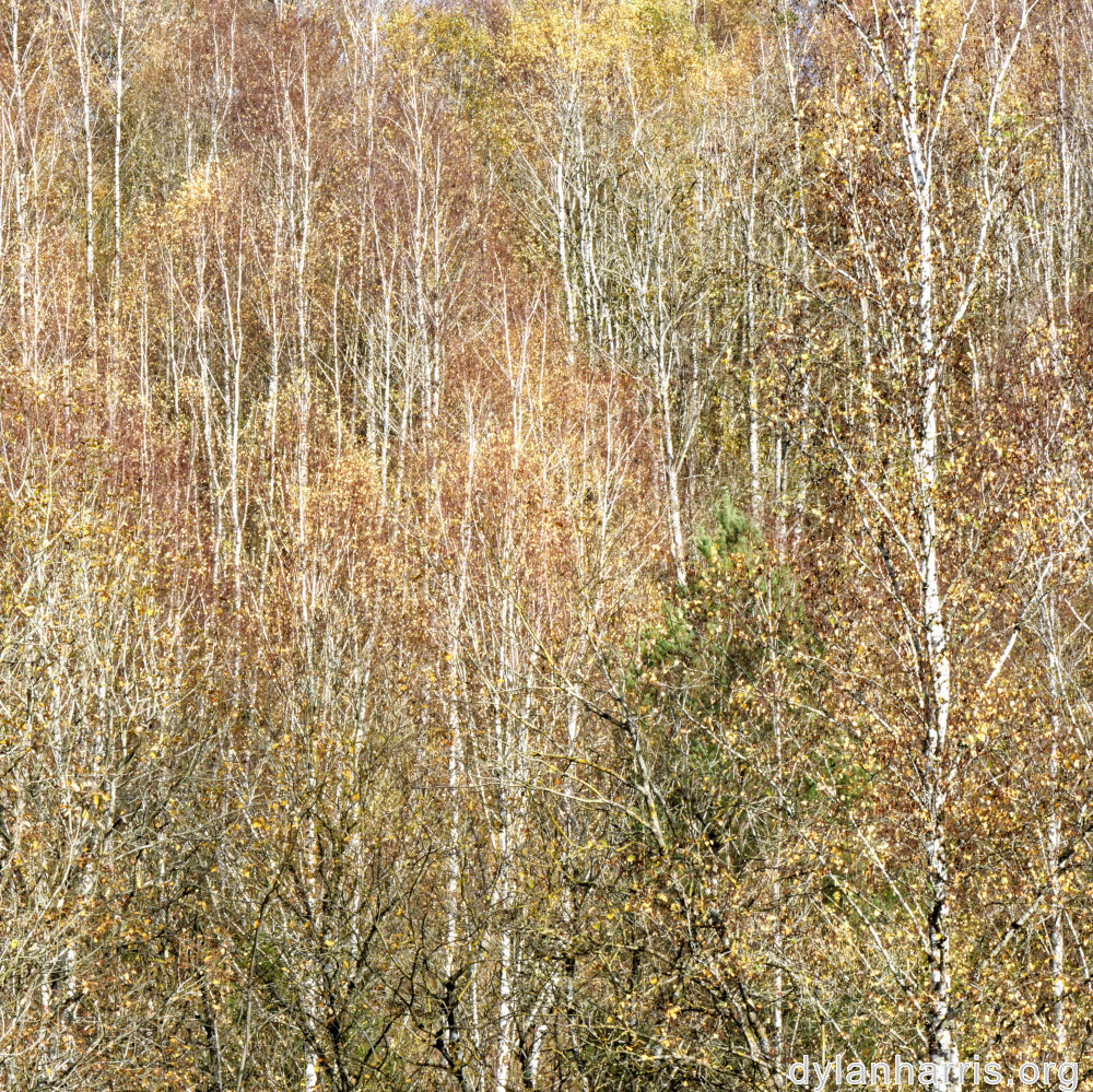 image: This is ‘
rumelange 5
’.