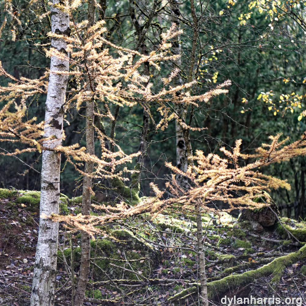 image: This is ‘
rumelange 6
’.