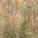 image: Image from the photoset ‘
rumelange (xxviii)
’.