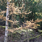 image: Image from the photoset ‘
rumelange (xxviii)
’.