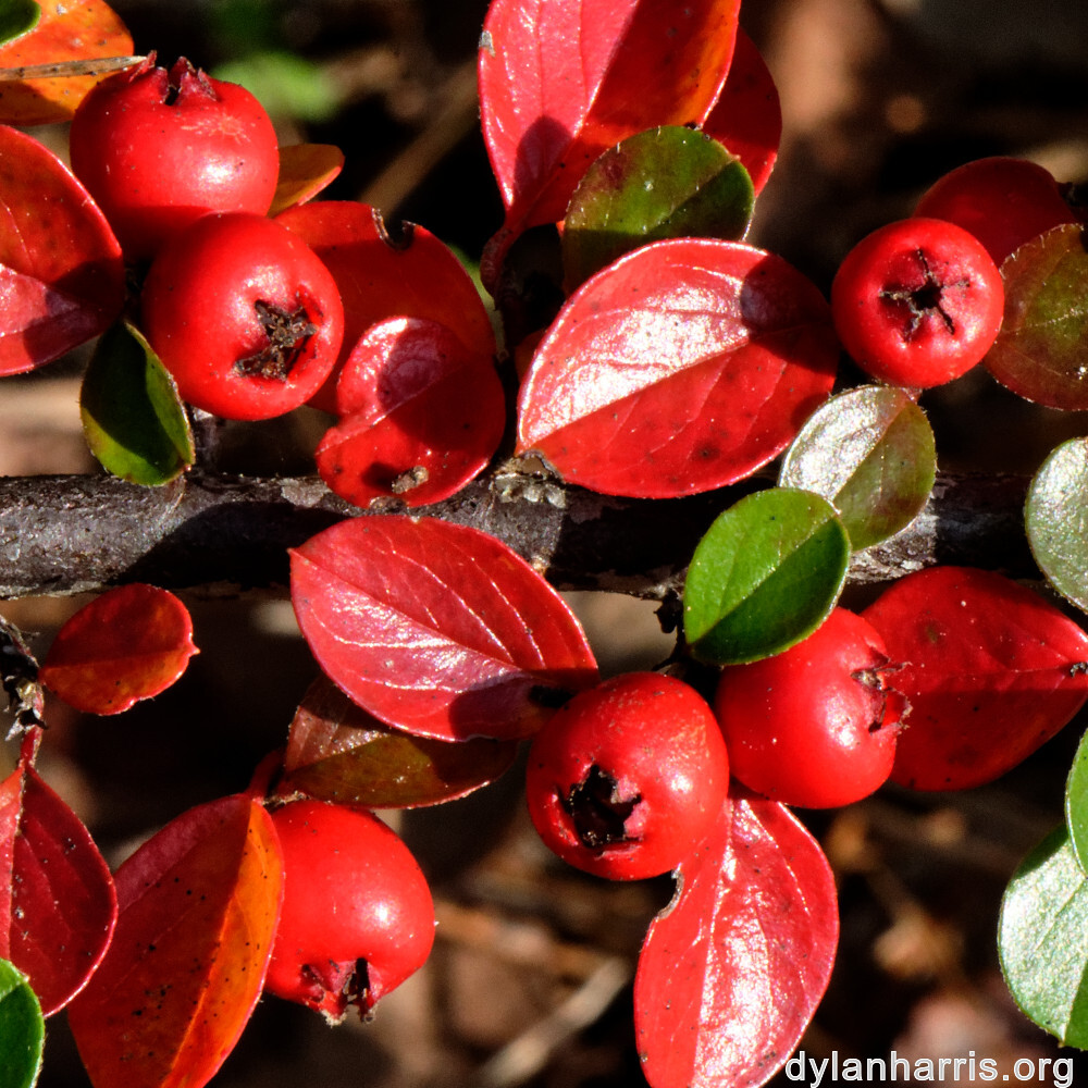 image: This is ‘
rumelange 2
’.