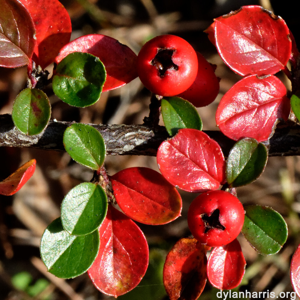 image: This is ‘
rumelange 3
’.