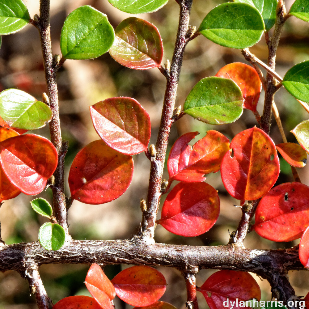 image: This is ‘
rumelange 4
’.