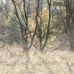 image: Image from the photoset ‘
rumelange (xxix)
’.