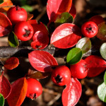 image: Image from the photoset ‘
rumelange (xxix)
’.