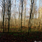 image: Image from the photoset ‘
terres rouges (xxiii)
’.