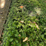 image: Image from the photoset ‘
untitled (xlv)
’.