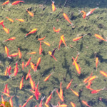 image: Image from the photoset ‘
untitled (xlv)
’.