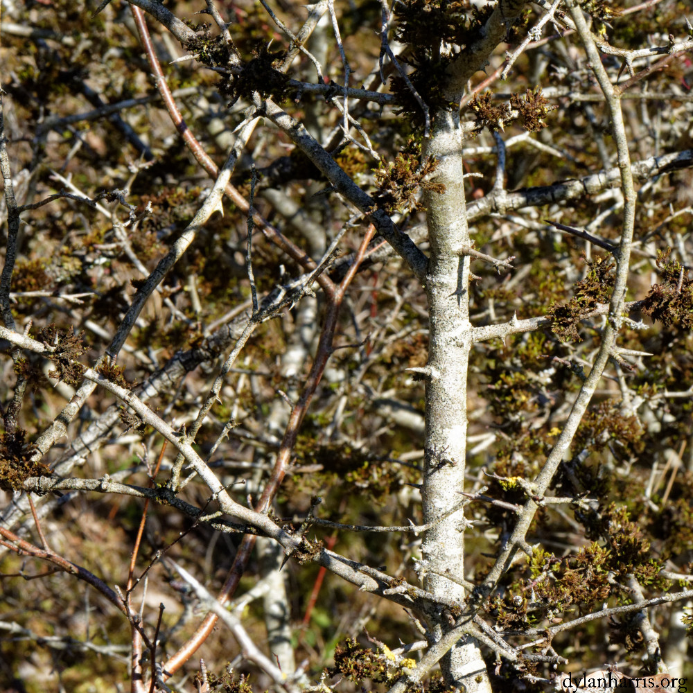 image: This is ‘
rumelange (xxx) 2
’.